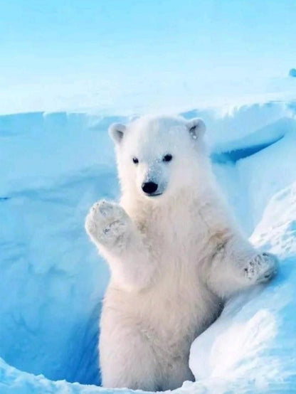 Polar Bear | Diamond Painting