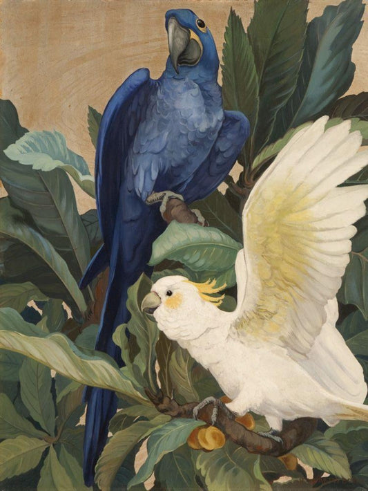 Cockatoo | Diamond Painting