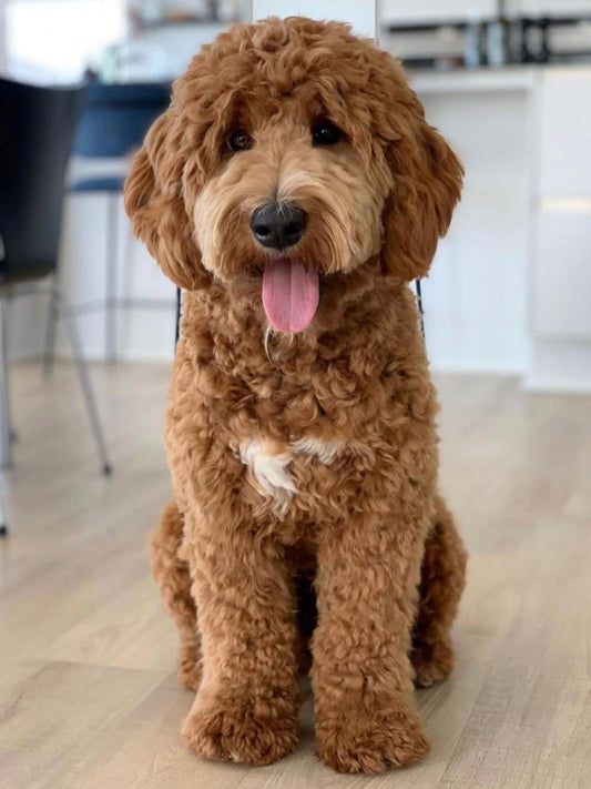 Goldendoodle Dog | Diamond Painting