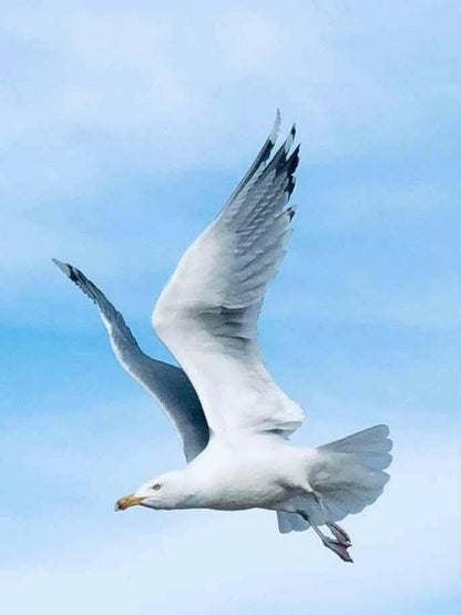 Gull | Diamond Painting