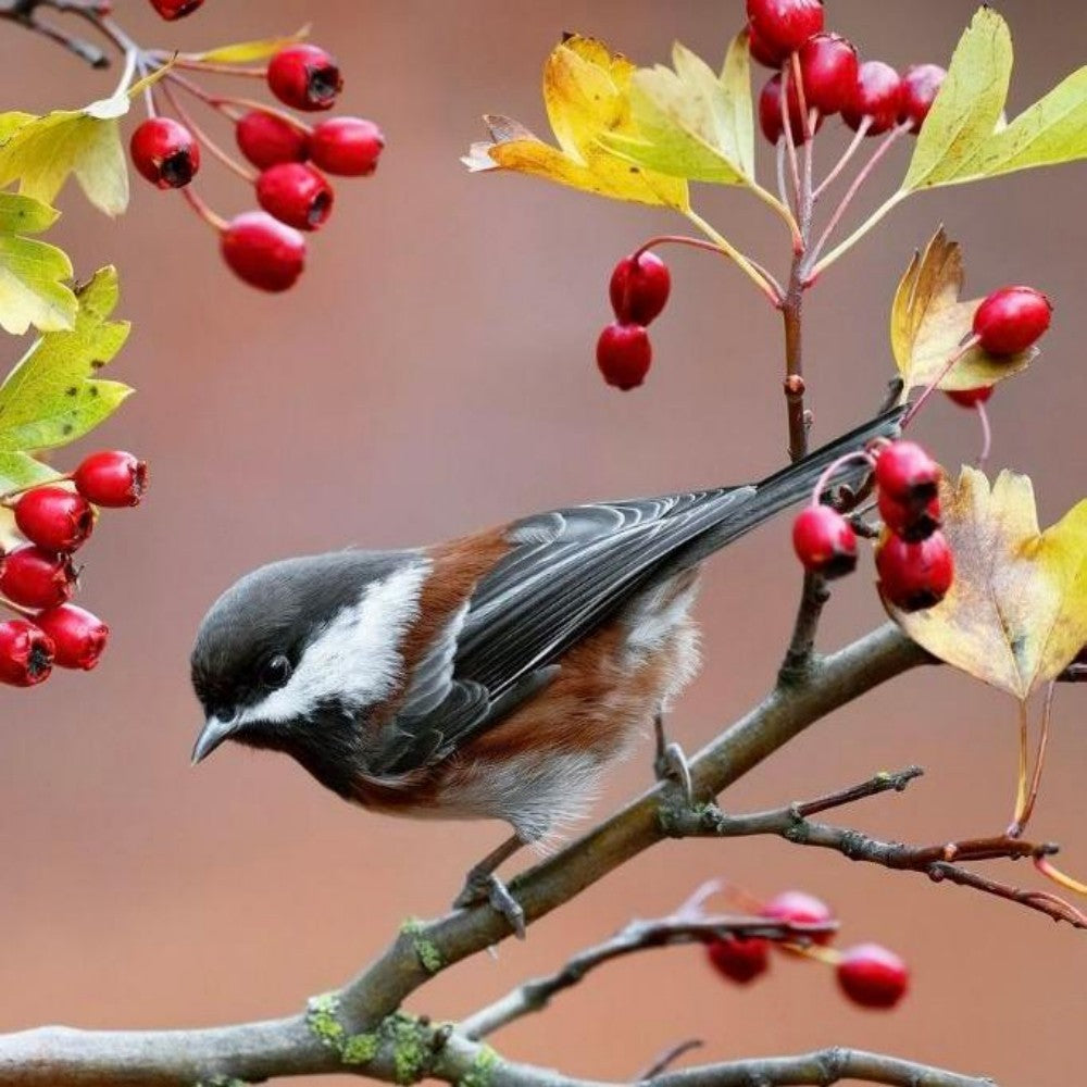 Chickadee | Diamond Painting