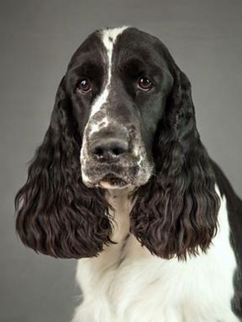 English Springer Spaniel Dog | Diamond Painting