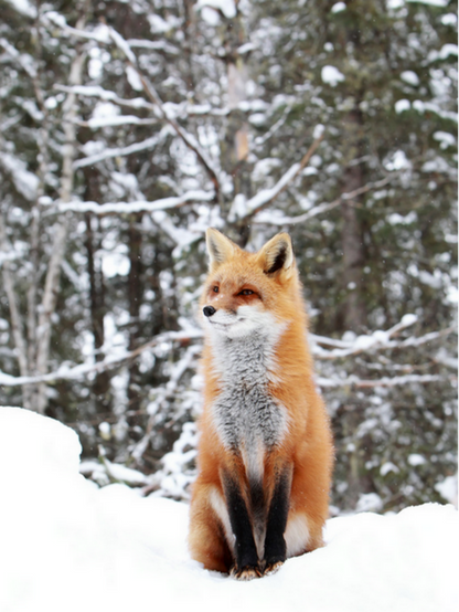 Fox | Diamond Painting
