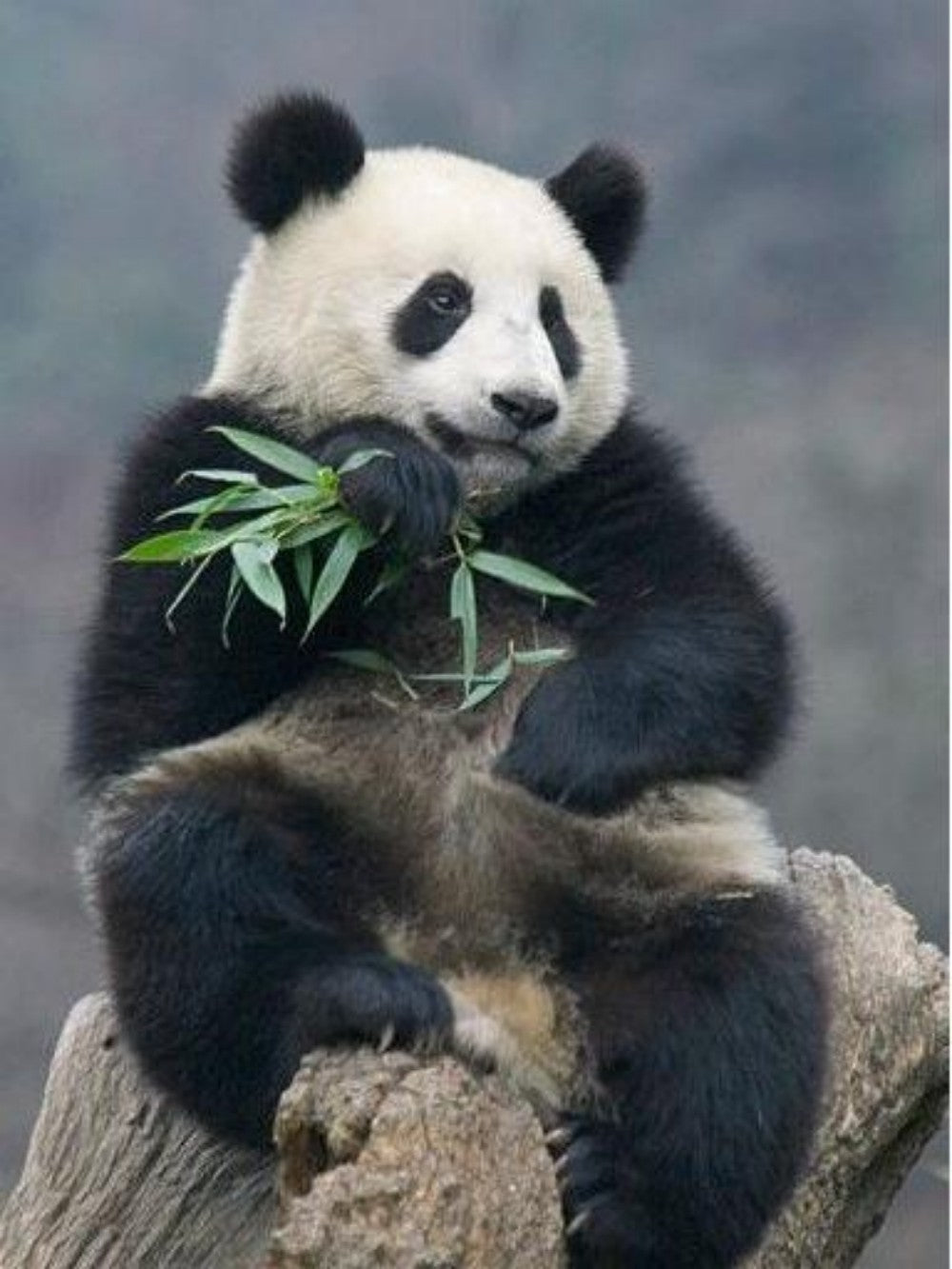 Panda | Diamond Painting