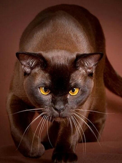 Abyssinian Cat | Diamond Painting