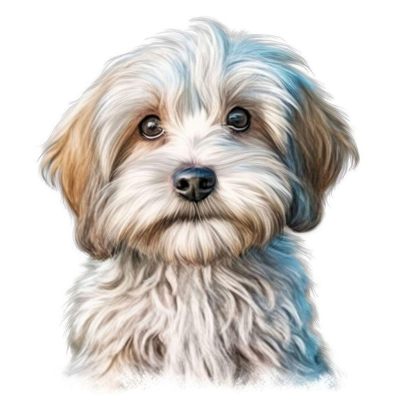 Havanese Dog | Diamond Painting