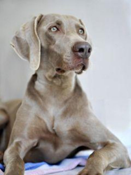 Weimaraner Dog | Diamond Painting