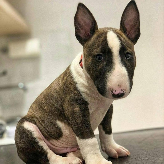 English Bull Terrier Dog | Diamond Painting
