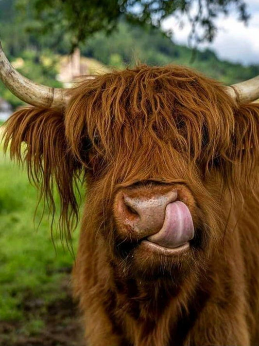 Highland Cow | Diamond Painting