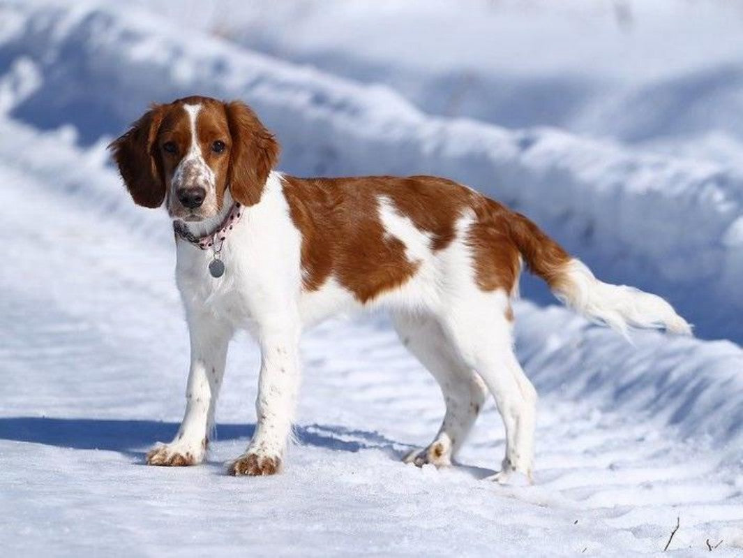 Brittany Spaniel Dog | Diamond Painting