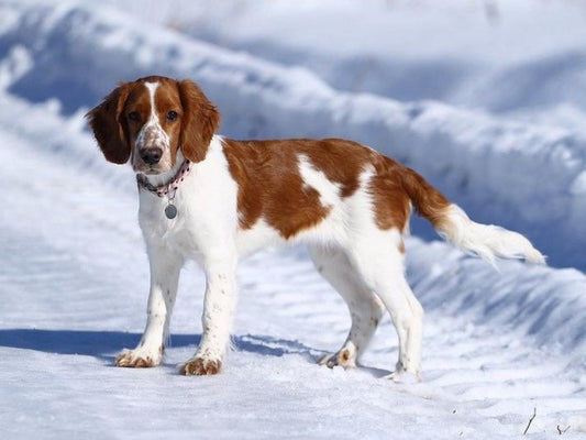 Brittany Spaniel Dog | Diamond Painting