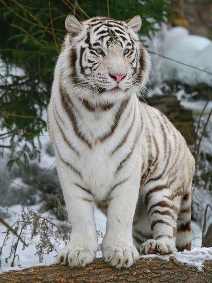 White Tiger | Diamond Painting