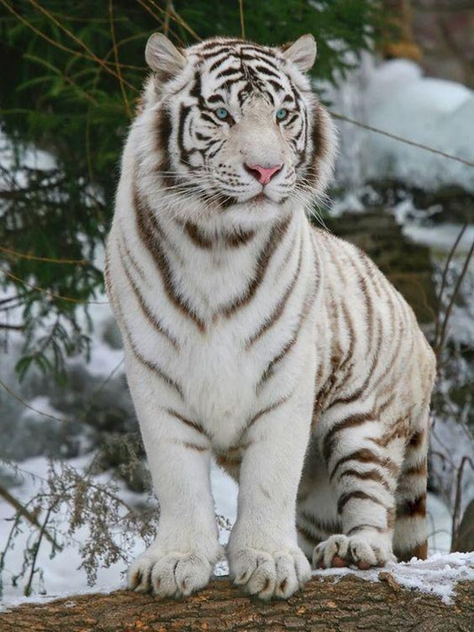 White Tiger | Diamond Painting