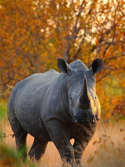 Rhino | Diamond Painting