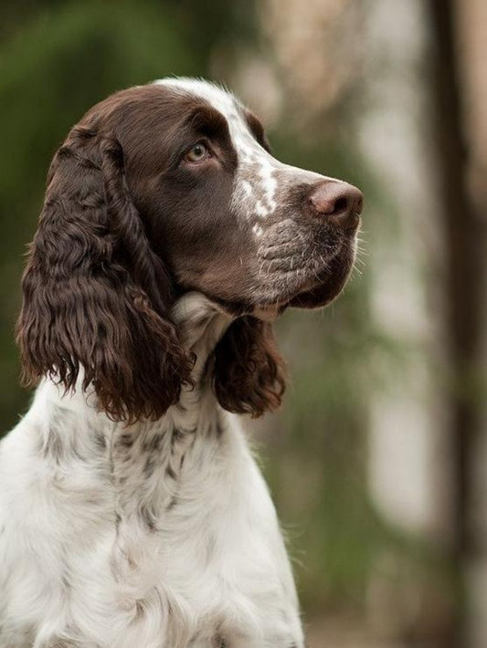 English Springer Spaniel Dog | Diamond Painting