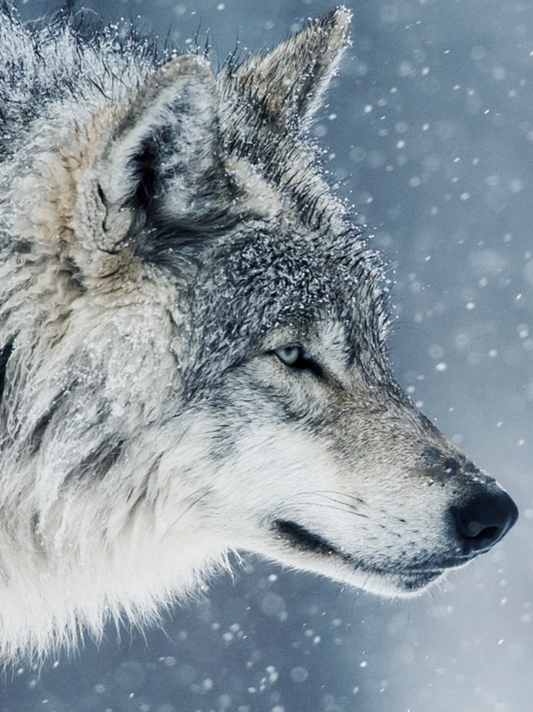 Wolf | Diamond Painting