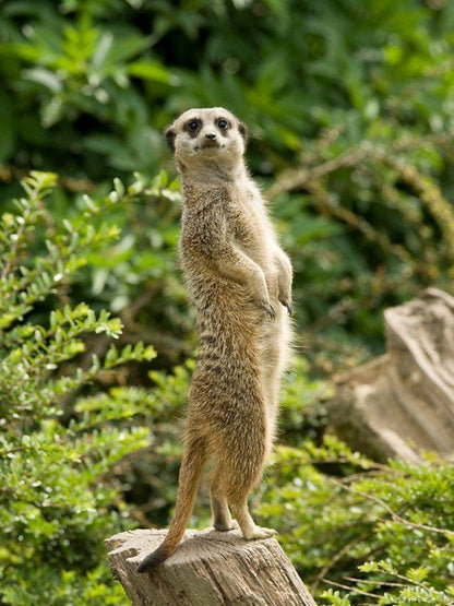 Meerkat | Diamond Painting