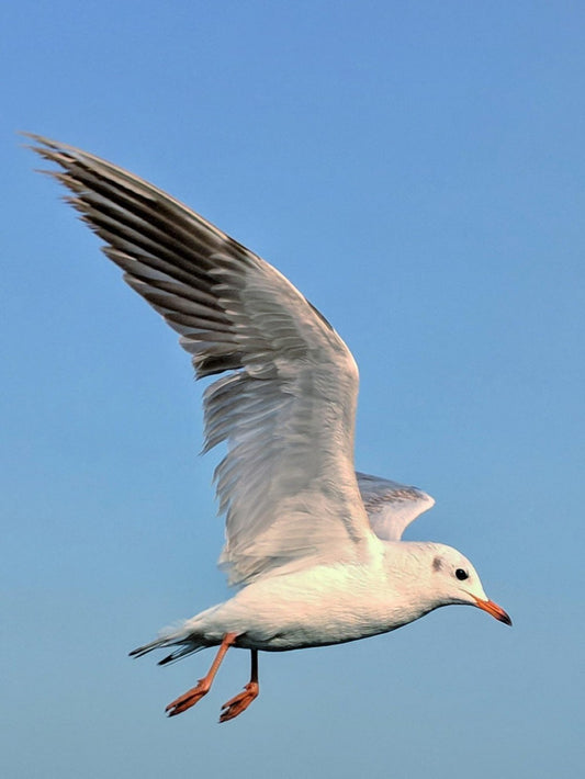 Gull | Diamond Painting