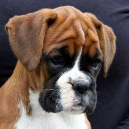 Boxer Dog | Diamond Painting