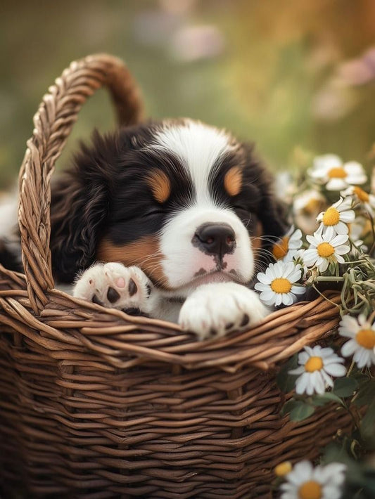 Bernese Mountain Dog | Diamond Painting