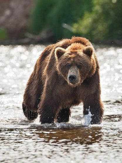 Brown Bear | Diamond Painting