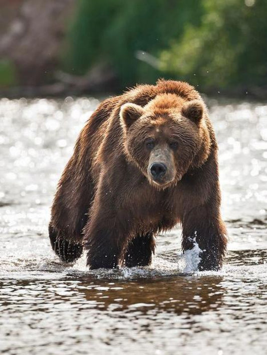 Brown Bear | Diamond Painting