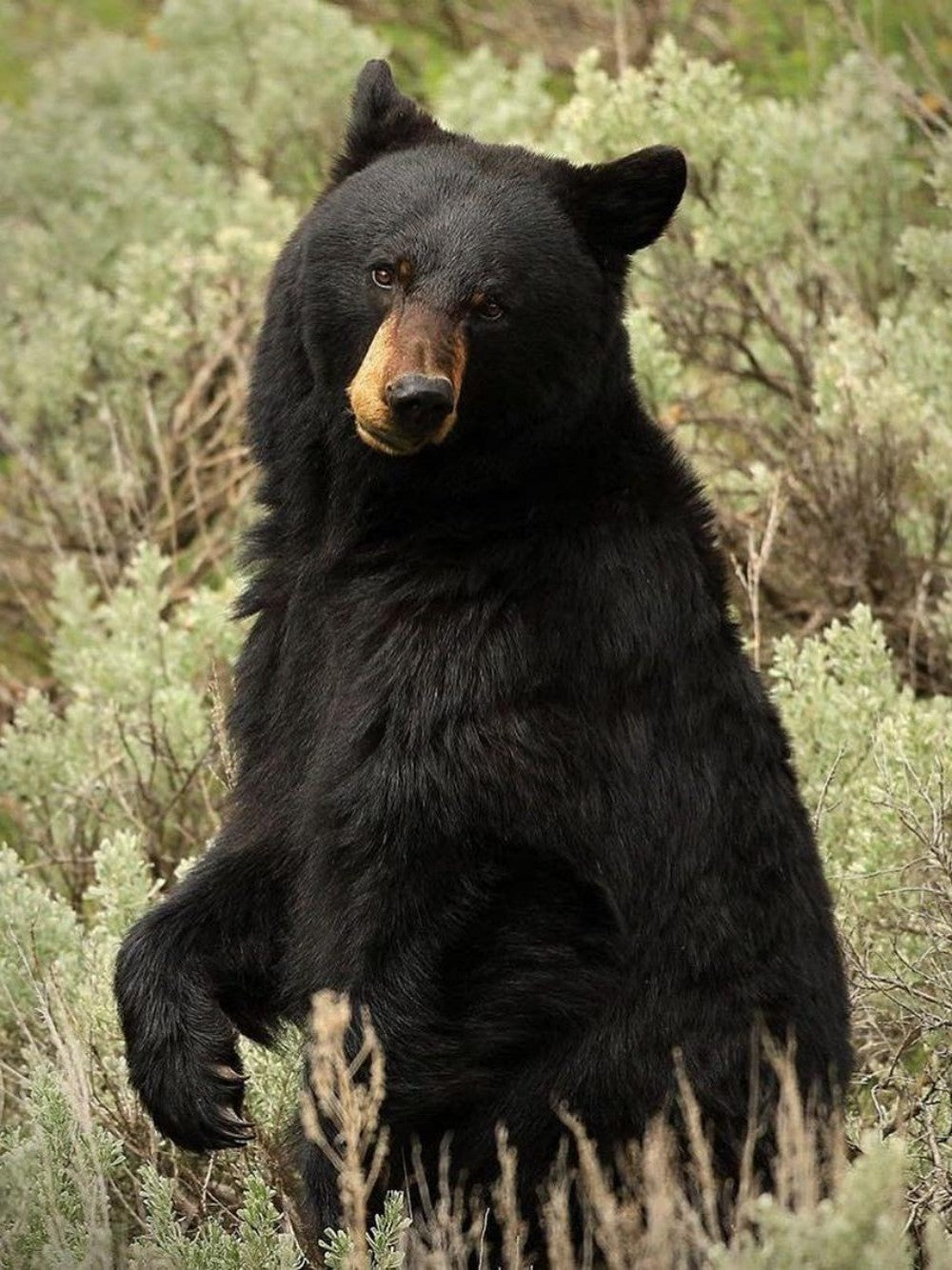 Black Bear | Diamond Painting