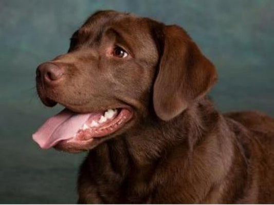 Chocolate Labrador Dog | Diamond Painting