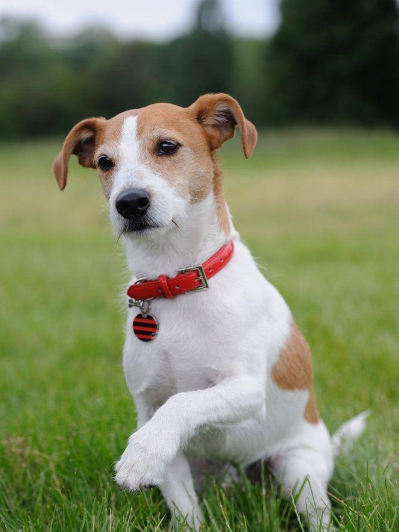 Dog Jack Russell | Diamond Painting