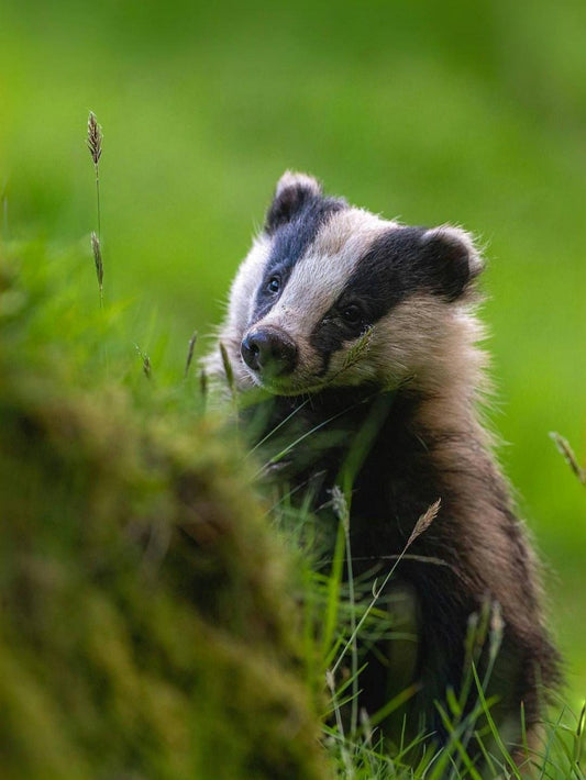 Badger | Diamond Painting