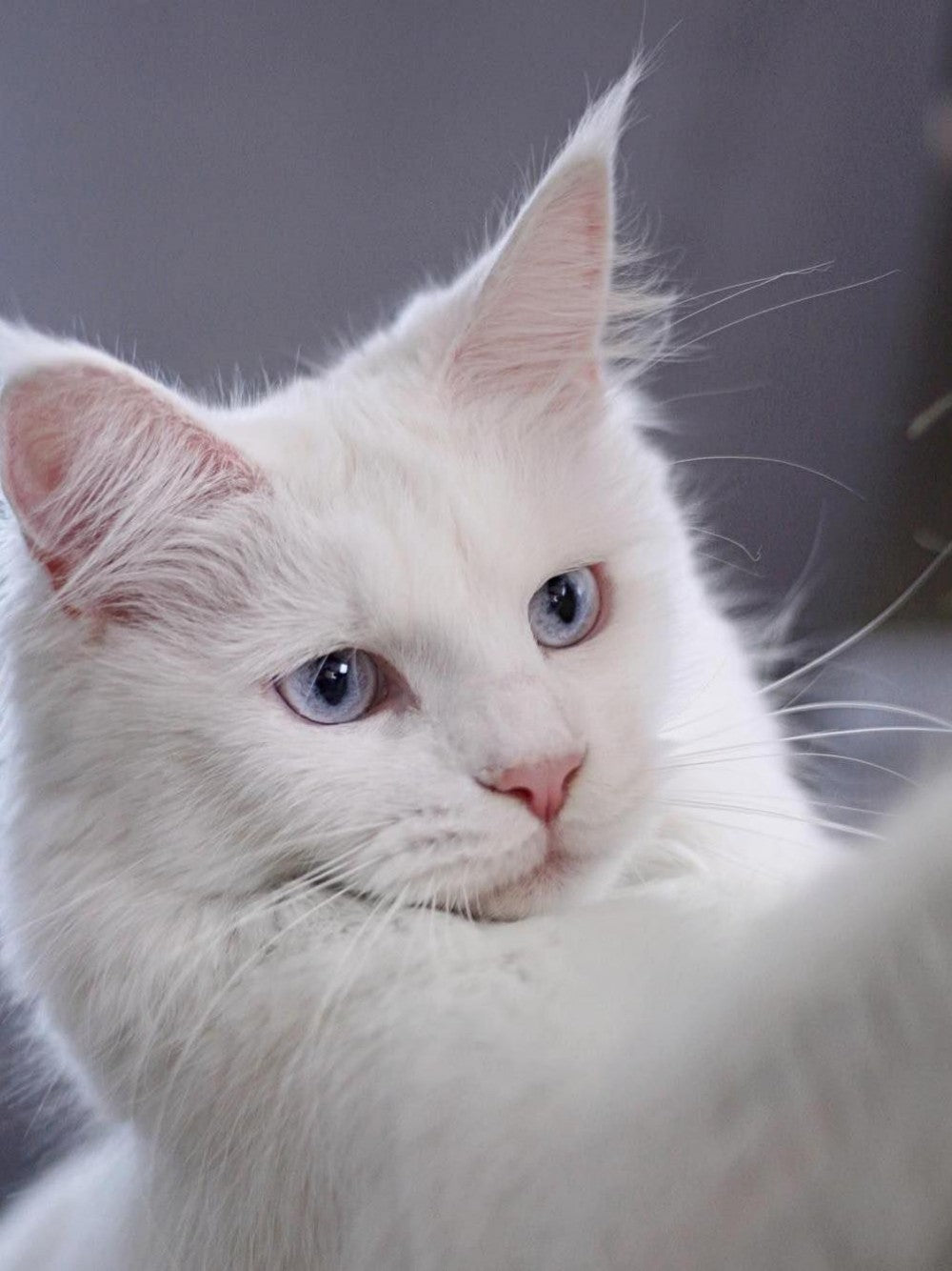 White Cat | Diamond Painting