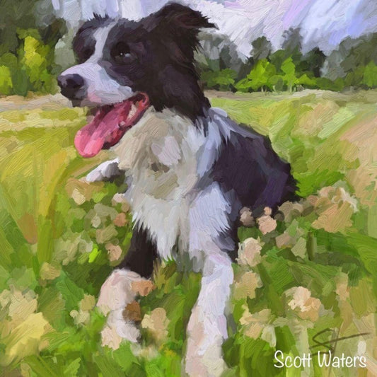 Dog Border Collie | Diamond Painting