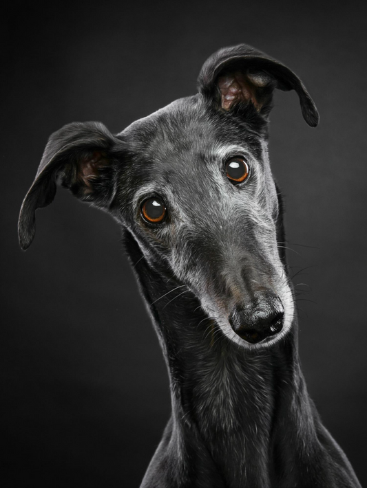 Greyhound Dog | Diamond Painting