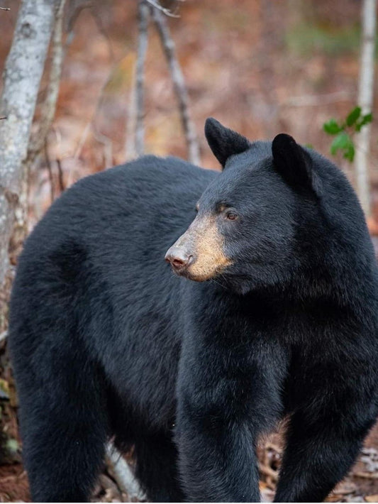 Black Bear | Diamond Painting