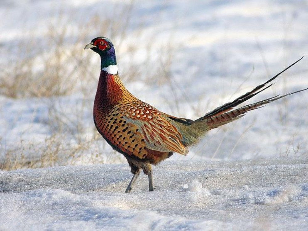 Pheasant | Diamond Painting