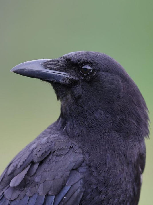 Crow | Diamond Painting