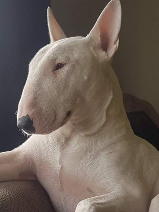 English Bull Terrier Dog | Diamond Painting