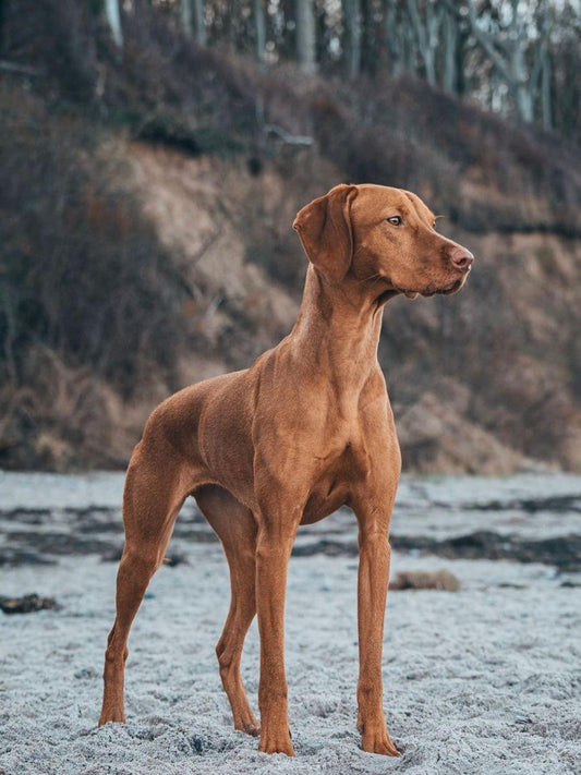 Vizsla Dog | Diamond Painting