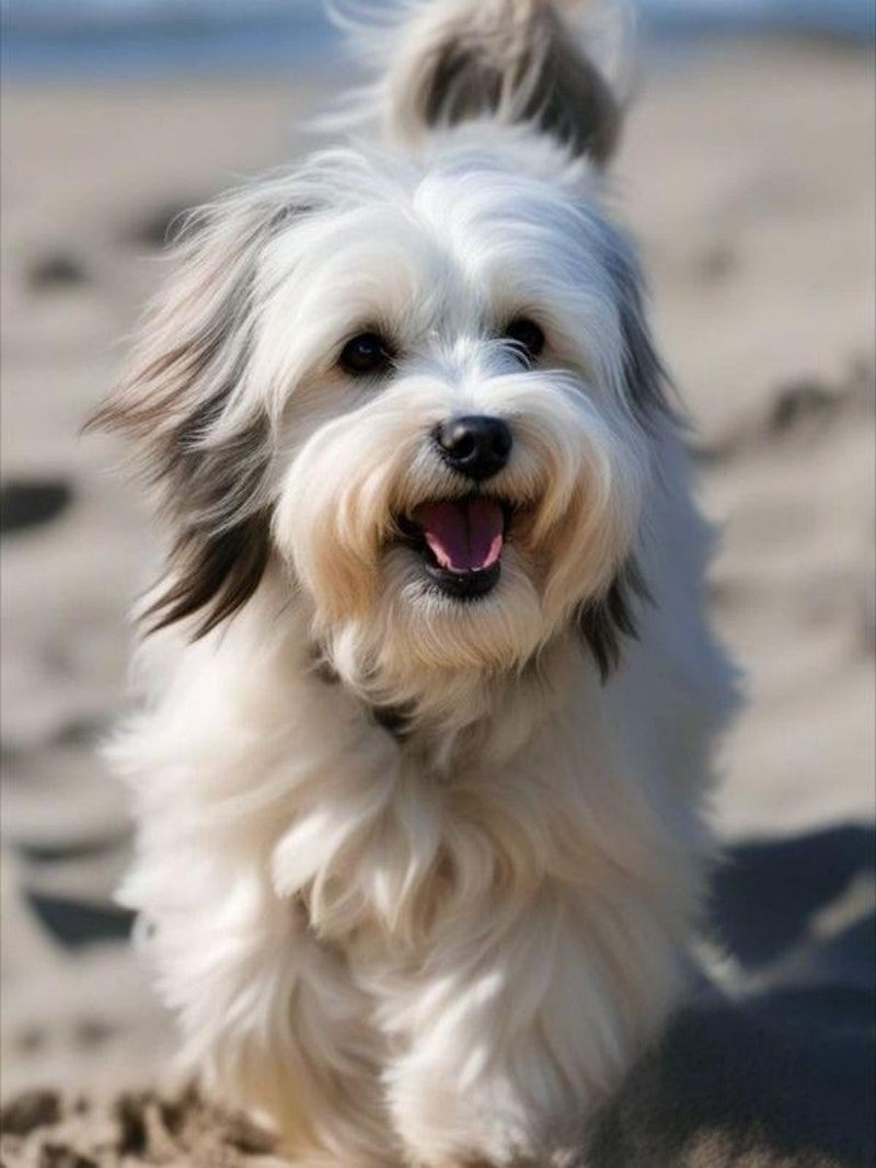 Havanese Dog | Diamond Painting