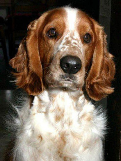 Brittany Spaniel Dog | Diamond Painting