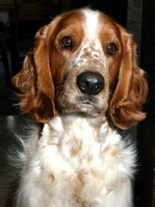 Brittany Spaniel Dog | Diamond Painting