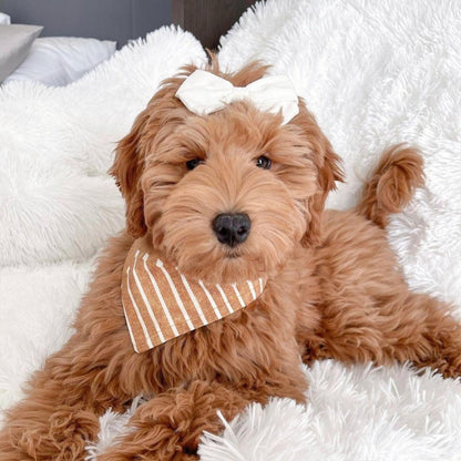 Goldendoodle Dog | Diamond Painting