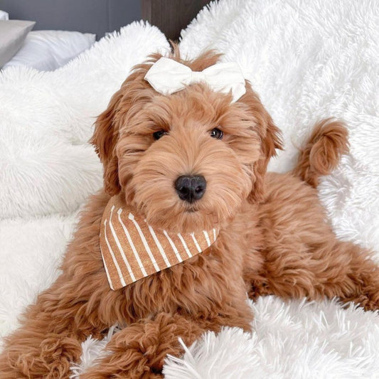 Goldendoodle Dog | Diamond Painting