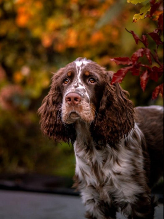 English Springer Spaniel Dog | Diamond Painting