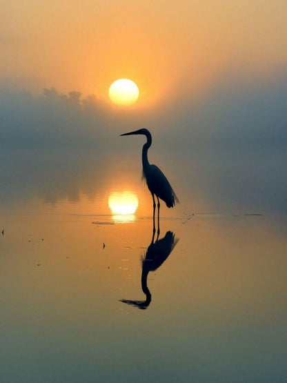 Blue Heron | Diamond Painting