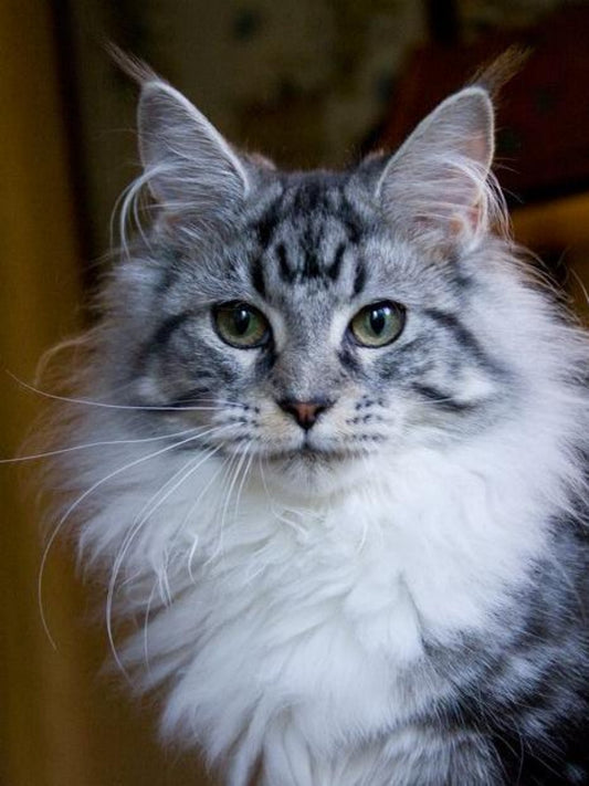 Maine Coon | Diamond Painting