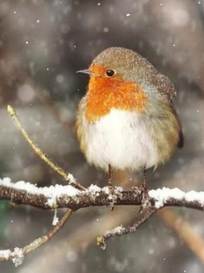 Robin Bird | Diamond Painting