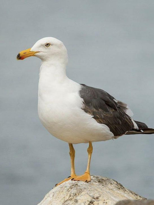 Gull | Diamond Painting