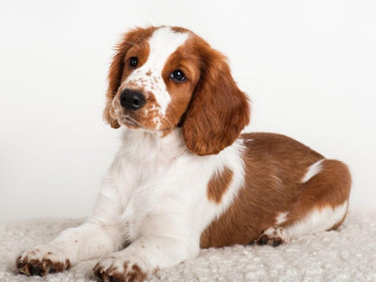 Brittany Spaniel Dog | Diamond Painting