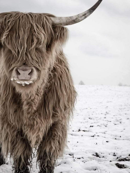 Highland Cow | Diamond Painting